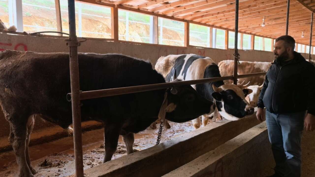 Adı Paşa, fiyatı yarım milyon! Kurbanlık boğa bu yılın gözdesi 4